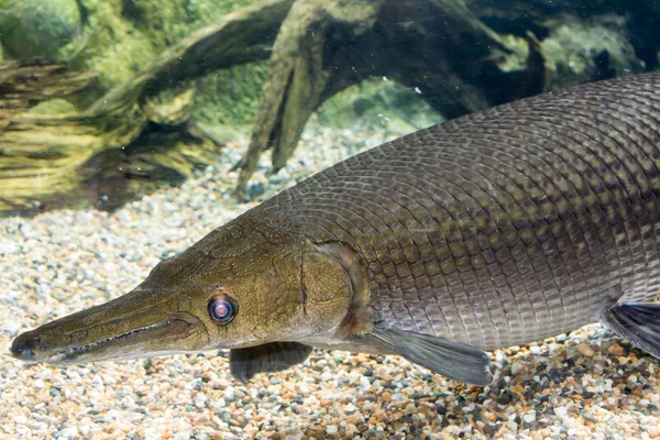 Arapaima gigas, auch als Pirarucu bekannt, ist eine Art von arapaima — Stockfoto