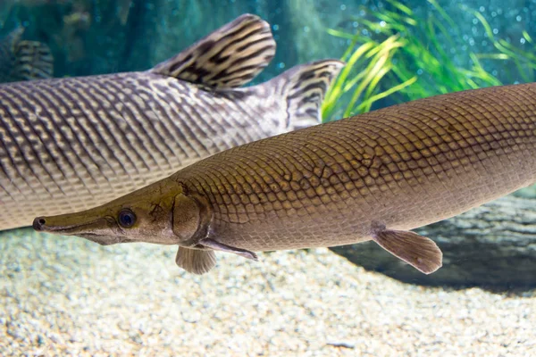 Arapaima gigas, juga dikenal sebagai pirarucu, adalah spesies arapaima — Stok Foto