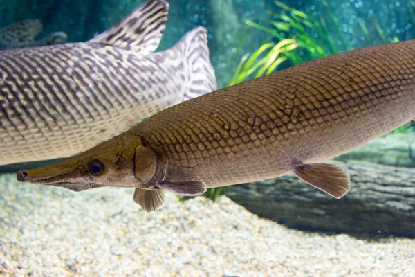 Arapaima gigas, auch als Pirarucu bekannt, ist eine Art von arapaima — Stockfoto