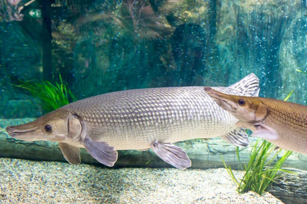 Arapaima gigas, auch als Pirarucu bekannt, ist eine Art von arapaima — Stockfoto