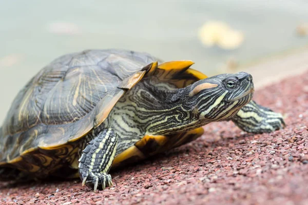 Macro tiro close-up tiro foco de uma tartaruga em uma lagoa — Fotografia de Stock