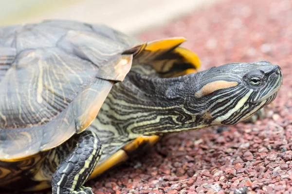 Makro skott på nära håll fokus skott av en sköldpadda på en damm — Stockfoto
