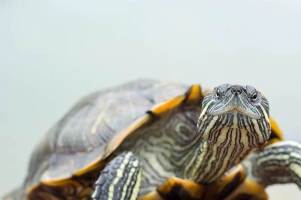 Makro strzał z bliska strzał skupić żółwia na stawie — Zdjęcie stockowe