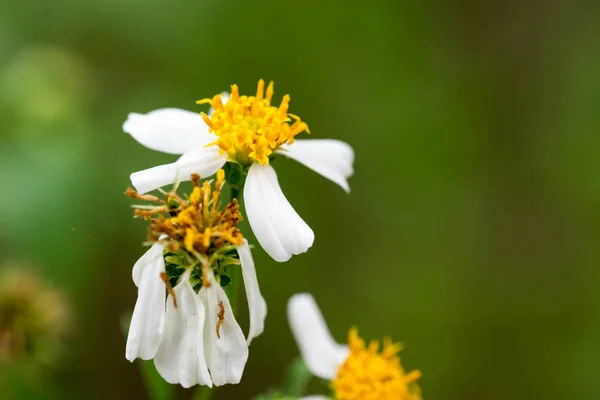 Макроснимок желтого и белого цветка с гладкой зеленой backgrou — стоковое фото