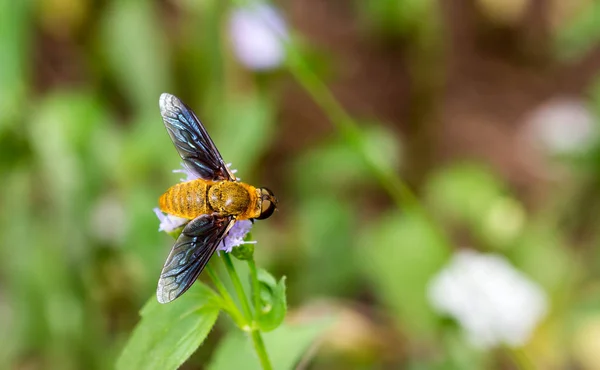 Macro close-up shot van een gele bee op witte bloem met soepele b — Stockfoto