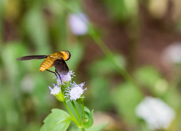 Makró zár megjelöl szemcsésedik-ból egy sárga méh a fehér virág a smoth b — Stock Fotó
