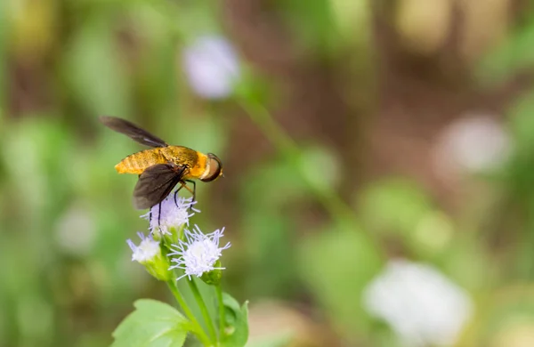Makro zblízka střílel žlutá včela na bílý květ s smoth b — Stock fotografie