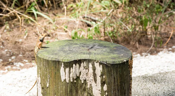 Macro disparo de cerca tiro de camaleón en un tronco de árbol —  Fotos de Stock