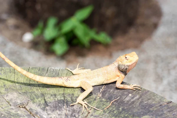 Tiro macro perto tiro de camaleão em um tronco de árvore — Fotografia de Stock