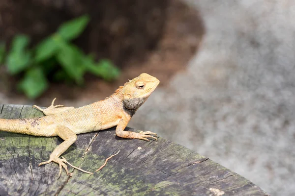 Macro tiro de perto o tiro de camaleão em um tronco de árvore. Super foc — Fotografia de Stock