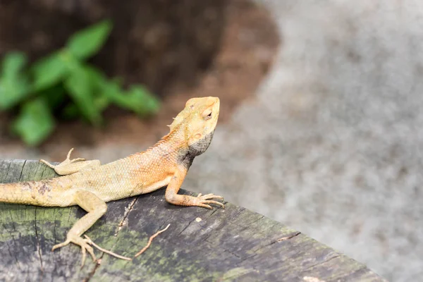 Macro tiro de perto o tiro de camaleão em um tronco de árvore. Super foc — Fotografia de Stock