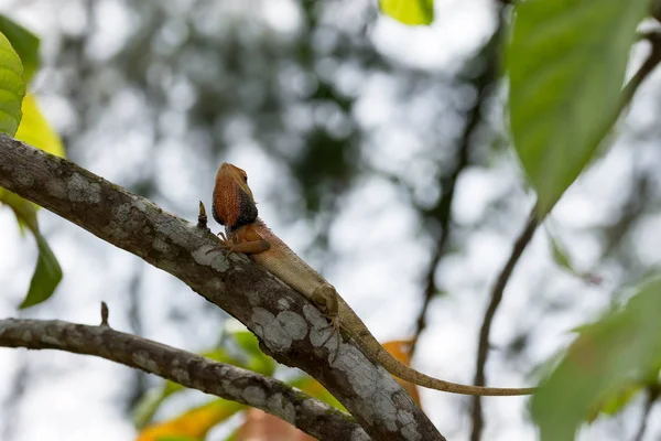 Bukalemun bir ağaç gövdesi üzerinde atış kadar makro çekim kapatın. Süper foc