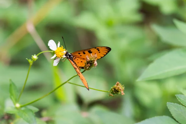 Makro szemcsésedik-ból egy narancssárga pillangó rövid idő szerzés a nektár-ra egy ti — Stock Fotó
