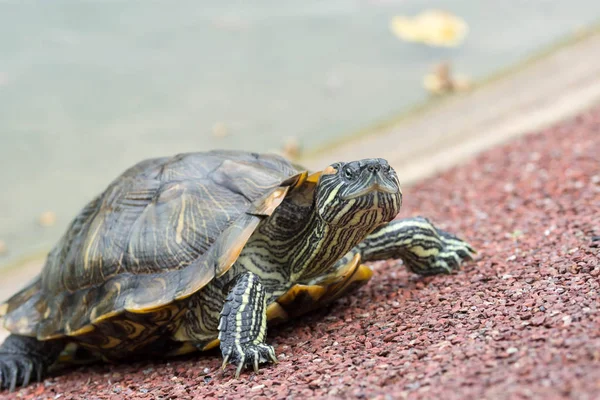 Plan macro gros plan plan plan d'une tortue sur un étang — Photo