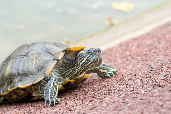Макро снял крупным планом черепаху на пруду — стоковое фото