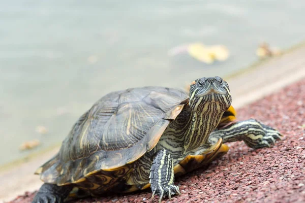 Macro tiro close-up tiro foco de uma tartaruga em uma lagoa — Fotografia de Stock