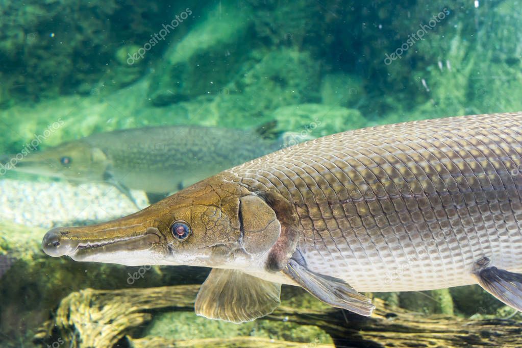 Arapaima Gigas Also Known As Pirarucu Is A Species Of Arapaima Native To The Basin Of Arapaima Gigas Also Known As Pirarucu Is A Species Of Arapaima Native To The Basin Of