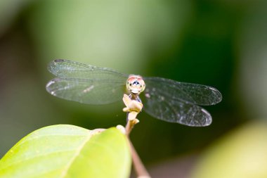 Renkli bir ejderha sinek fotoğraf kadar yakın o yatay tam uzunlukta