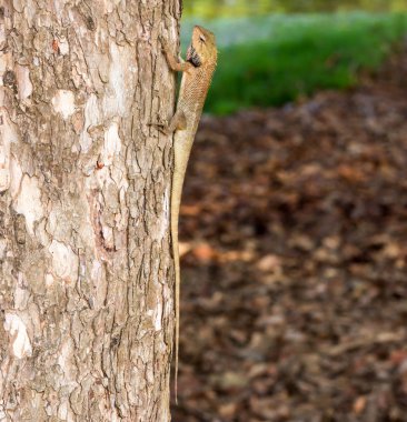 Dikey renkli bukalemun Agamids değiştirilebilir kertenkele Cal kırpılmış