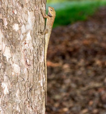 Dikey renkli bukalemun Agamids değiştirilebilir kertenkele Cal kırpılmış