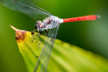 Yatay tam uzunlukta renkli yakın baş odak fotoğraf bir ejderha sineğin bir parkta çok düzgün bulanık yeşil arka plana sahip bir yaprak üzerinde dinlenme süre