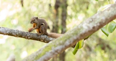 yatay tutun sırasında Asya bir sincap renkli fotoğraf kırpılmış