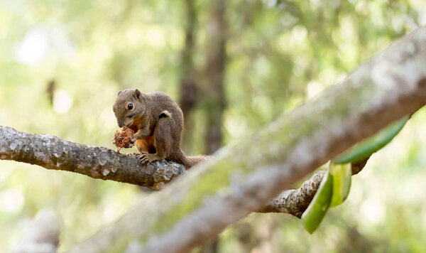 horizontal cropped Colored photo of a squirrel while eating its 