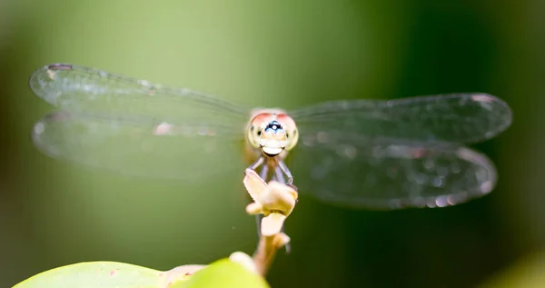 Poziome wykadrowane kolorowe zbliżenie zdjęcie dragon fly głowy f — Zdjęcie stockowe