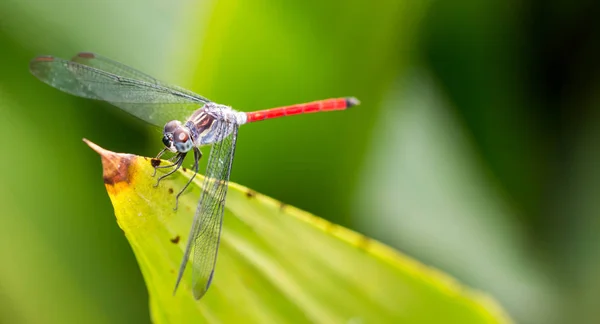 Horizontal recortado Color primer plano de una mosca dragón mientras restin — Foto de Stock