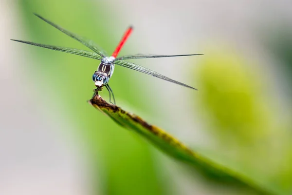 Horizontal recortado Color de cerca cabeza foco foto de un dragón — Foto de Stock