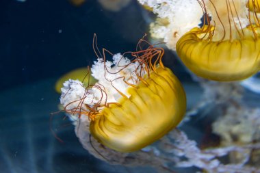 Arka plan resmini Chrysaora fuscescens makro atış kapatın. İnci