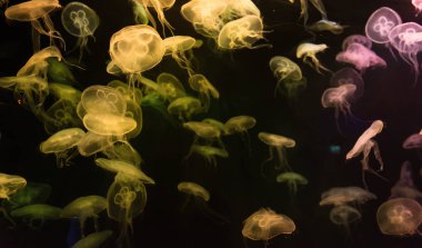 Moon denizanası Aurelia Aurita sarı saydam renk ve koyu 