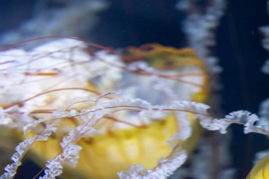 Bulanık dışarı-in odak arka plan görüntüsü Chrysaora fuscescens ma