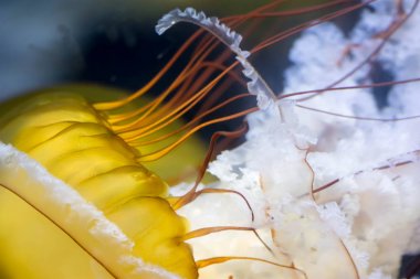 Arka plan resmini Chrysaora fuscescens makro atış kapatın. İnci
