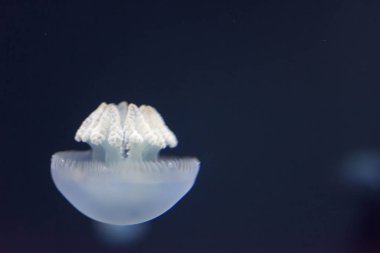 Makro yatay tam boy görüntü breede jellyfis kadar kapatın