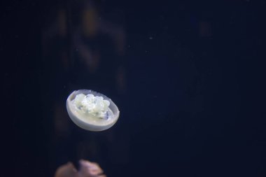 Makro yatay tam boy görüntü breede jellyfis kadar kapatın
