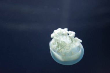 Bulanık dışarı-in odak yakın makro yatay tam boy görüntü