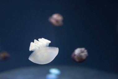 Yakın yukarı bir breede denizanası beyaz renk ve tam uzunlukta görüntü