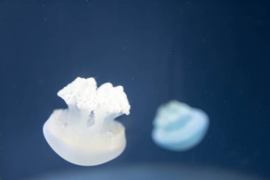 Bulanık yakın yukarı bir breede denizanası beyaz Co tam uzunlukta görüntü