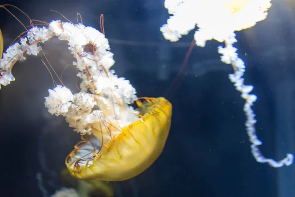 Obraz tła Chrysaora fuscescens makro z bliska strzał. Th — Zdjęcie stockowe