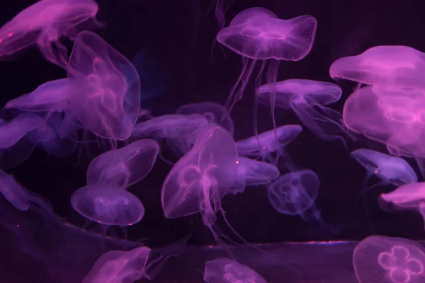 Луна медузы Aurelia aurita фиолетовый полупрозрачный цвет и фиолетовый — стоковое фото