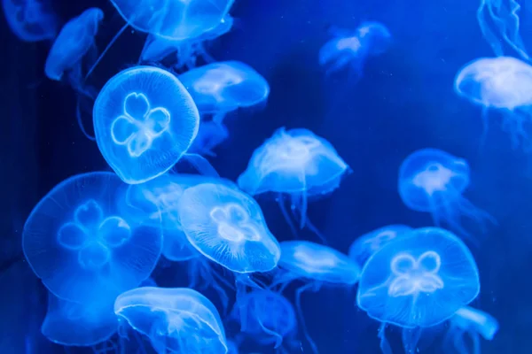 Moon medúza Aurelia fűz kék áttetsző szín és kék ba — Stock Fotó