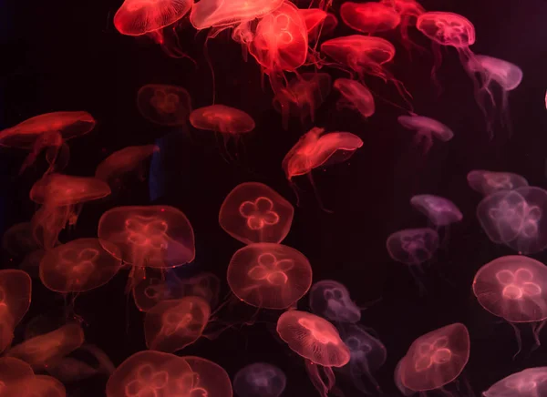 Moon medúza Aurelia fűz vörös áttetsző szín és a piros vissza — Stock Fotó