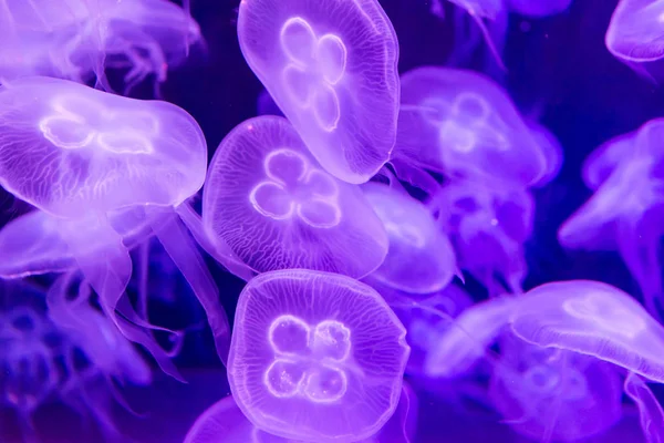 Mořský medúz Aurelia aurita fialová průsvitná barva a purpl — Stock fotografie