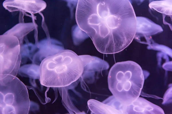 Medusas de luna Aurelia aurita púrpura translúcido color y púrpura —  Fotos de Stock