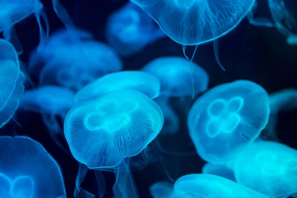 Moon medúza Aurelia fűz kék áttetsző szín és sötét ba — Stock Fotó