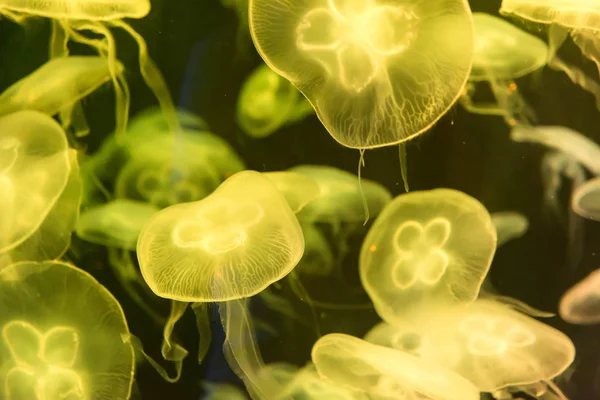 Moon medúza Aurelia fűz sárga áttetsző szín és álmodozó — Stock Fotó