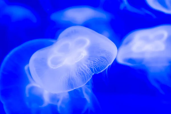 Mořský medúz Aurelia aurita modrá průsvitná barva a modrá ba — Stock fotografie