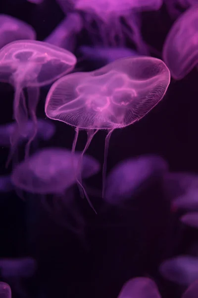 Moon medúza Aurelia fűz lila áttetsző szín és sötét — Stock Fotó