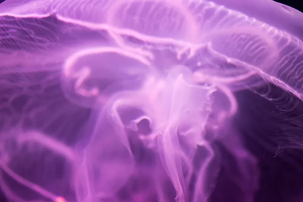 Луна медузы Aurelia aurita фиолетовый полупрозрачный цвет и синий — стоковое фото
